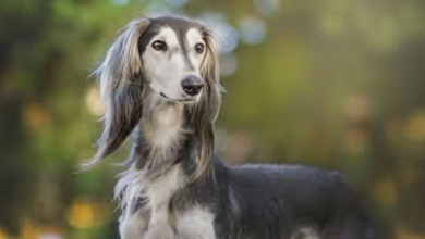 Saluki