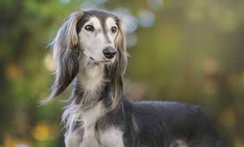 Saluki