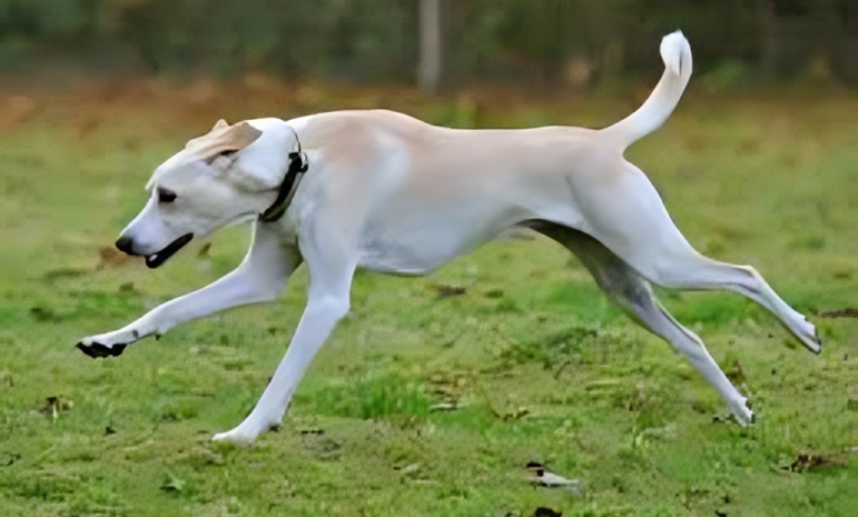 Kretischer Hasenhund