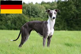 Whippet Welpen