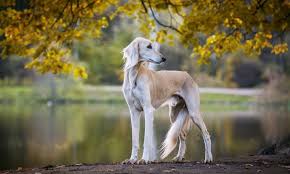 Saluki